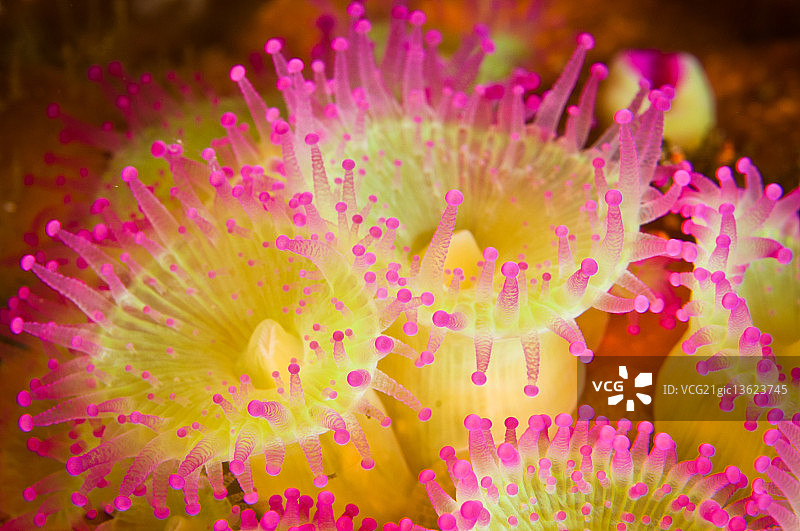 明亮而轻盈的宝石海葵图片素材