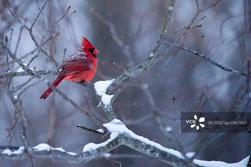 雪地里的北美红雀图片素材