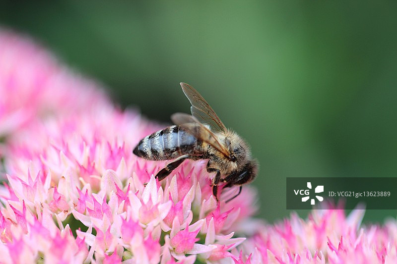 景天上的蜜蜂图片素材
