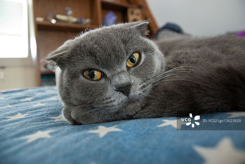 沙发上的索玛图片素材