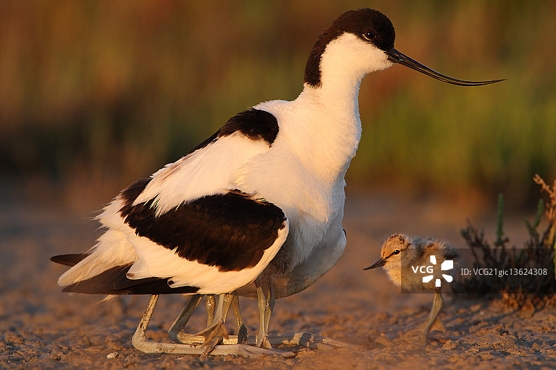 反嘴鹬和它的幼鸟图片素材