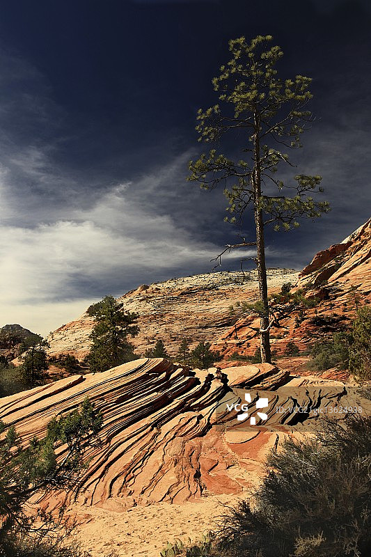 孤零零的松树图片素材