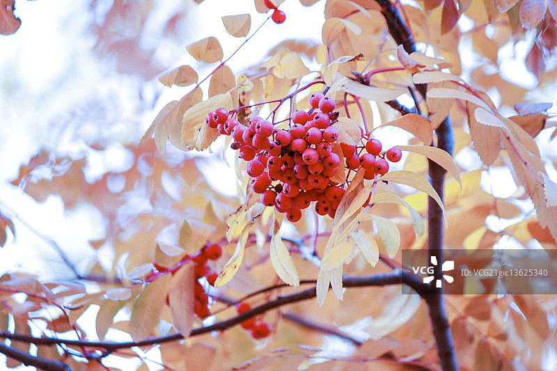 花楸树图片素材