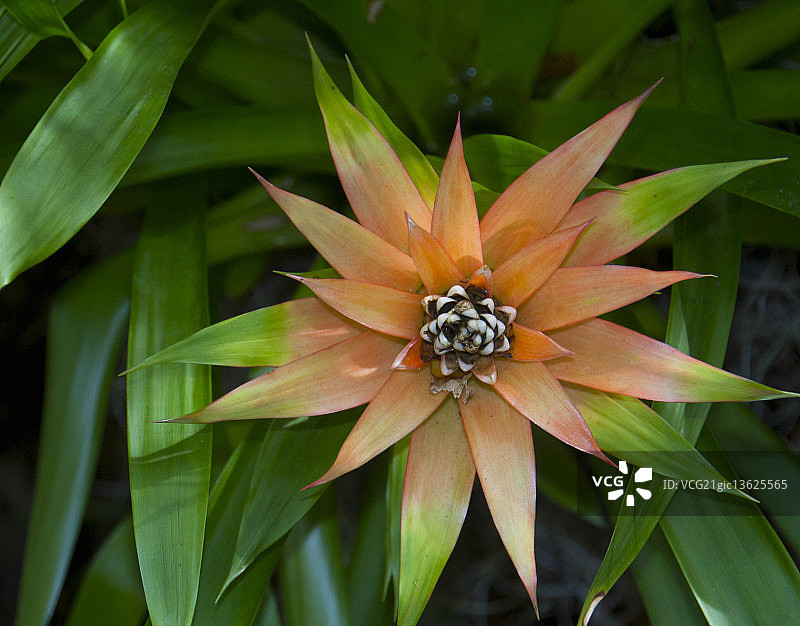 美丽的凤梨花图片素材