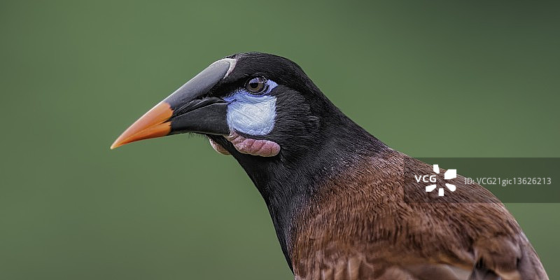 蒙特祖马拟鹂侧面照图片素材