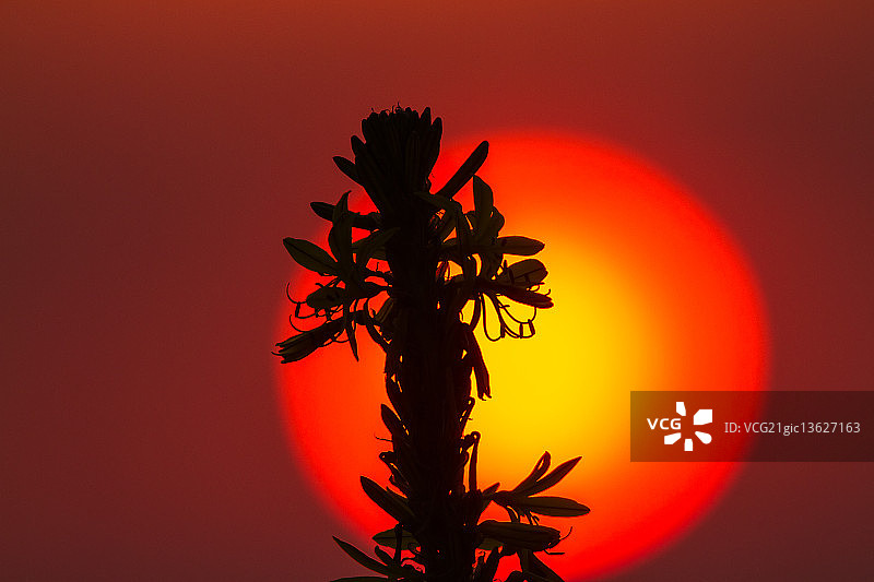 国王之矛（黄花阿福花）图片素材