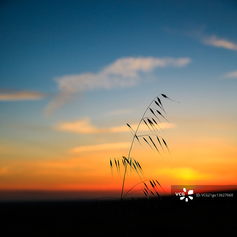 晚安谷物图片素材