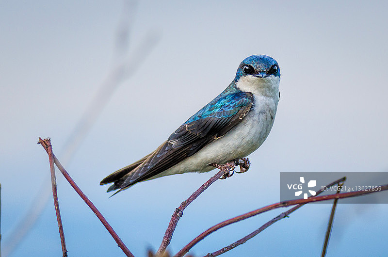 树燕子图片素材