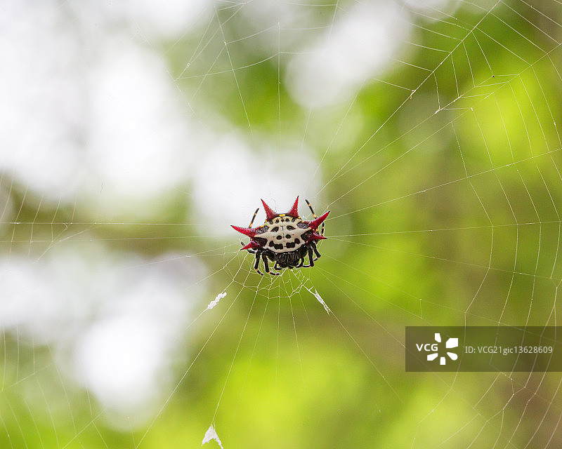 Gasteracantha（棘刺球蛛）图片素材