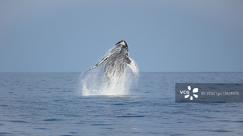 驼背大男孩图片素材
