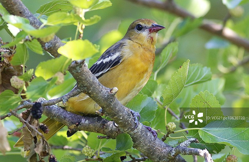 雌性北美金莺图片素材