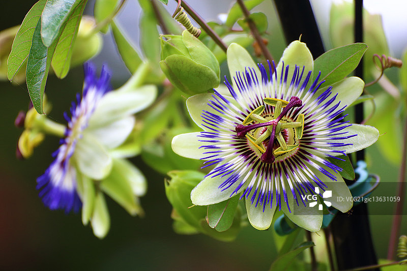 西番莲图片素材