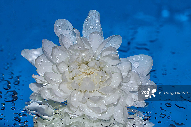 洁白的鲜花图片素材