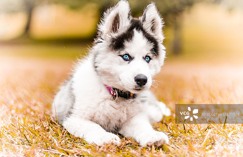 阿拉斯加马拉穆特犬图片素材