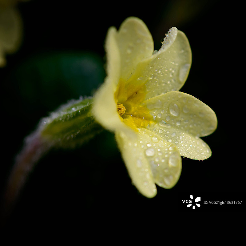 月见草图片素材