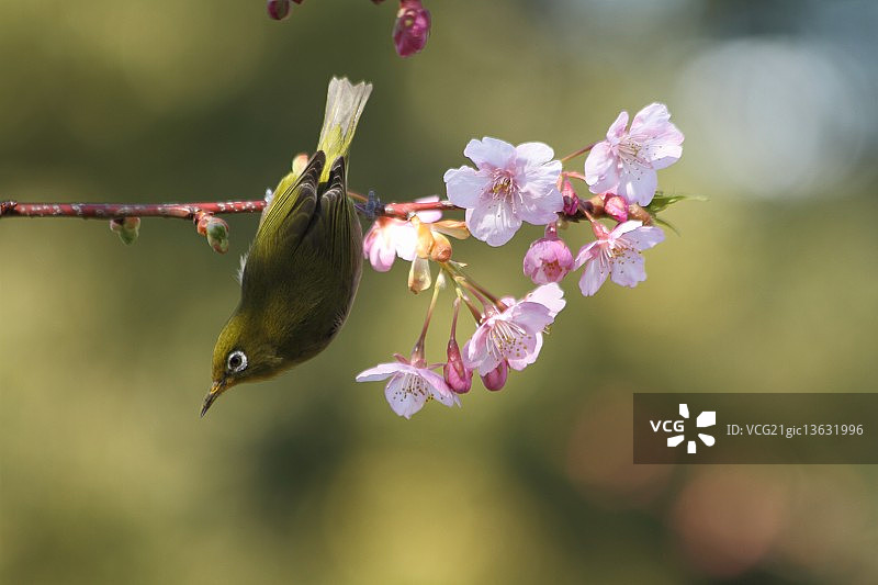 白色眼睛图片素材
