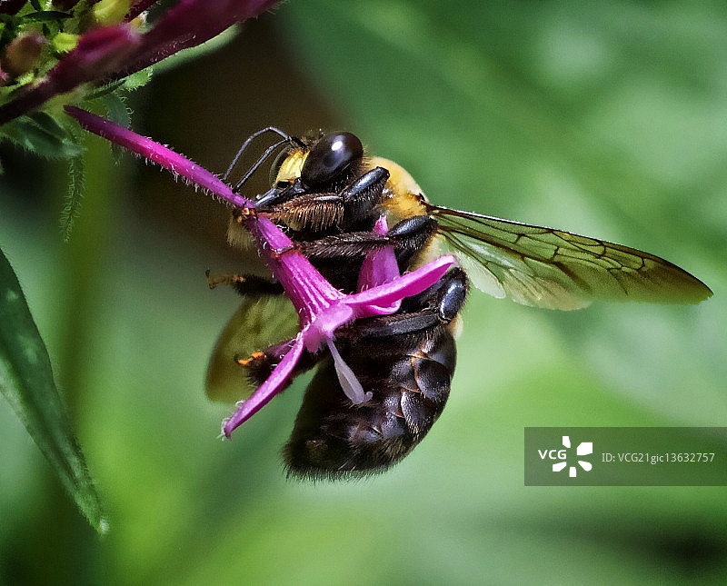 熊蜂与五角星植物图片素材