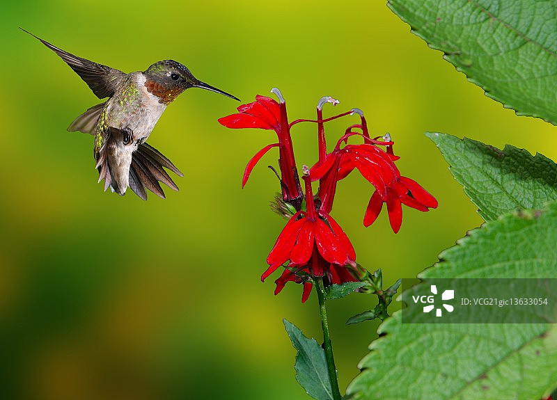 红宝石和北美红雀图片素材
