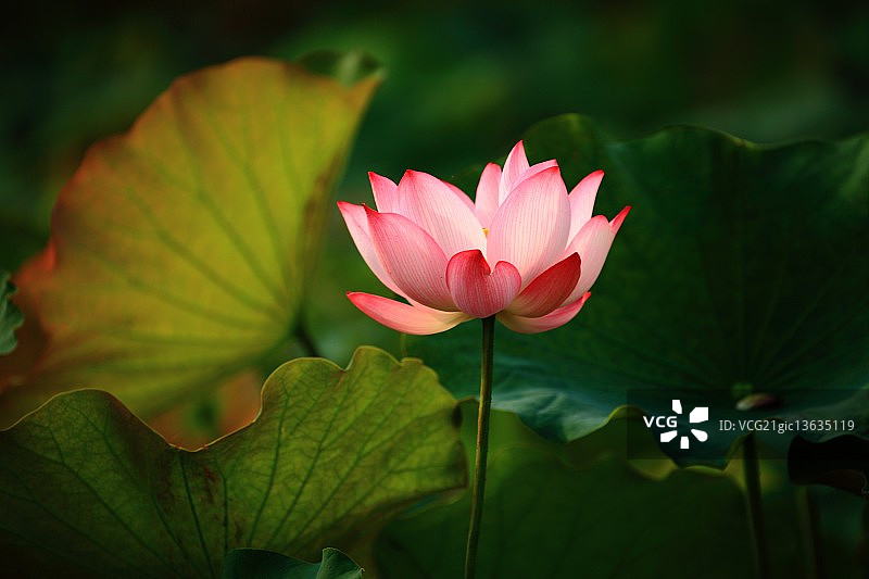 粉衣女士图片素材