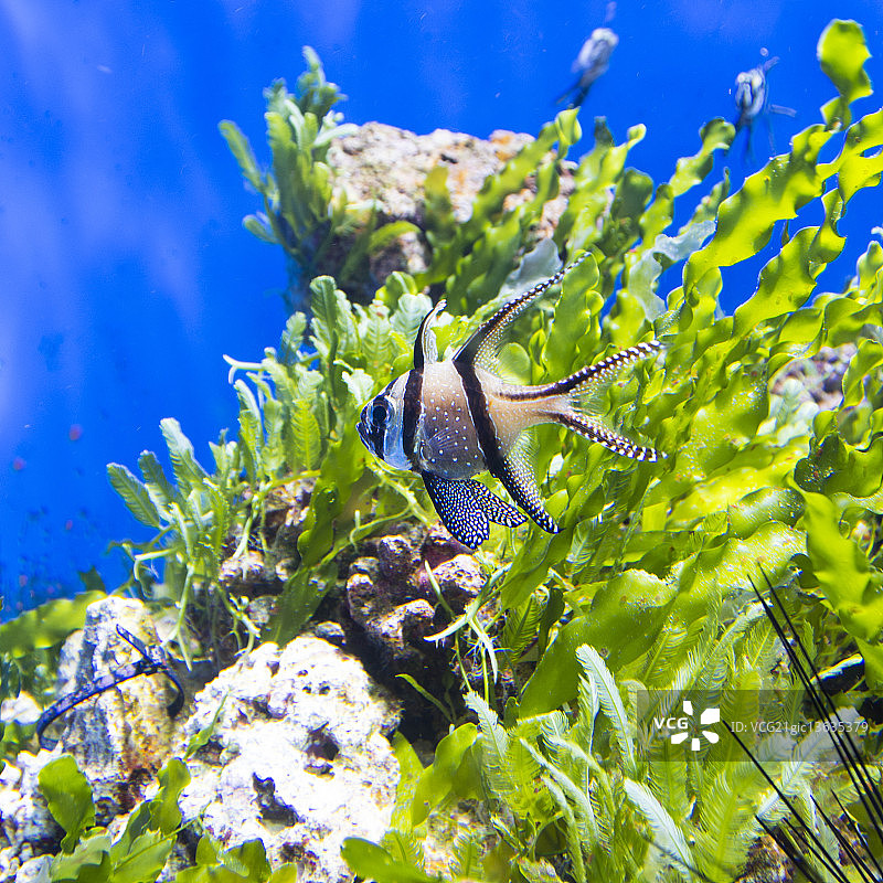 邦盖海金鱼图片素材