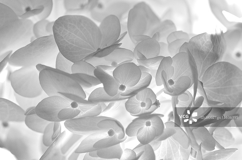 蝴蝶与花图片素材