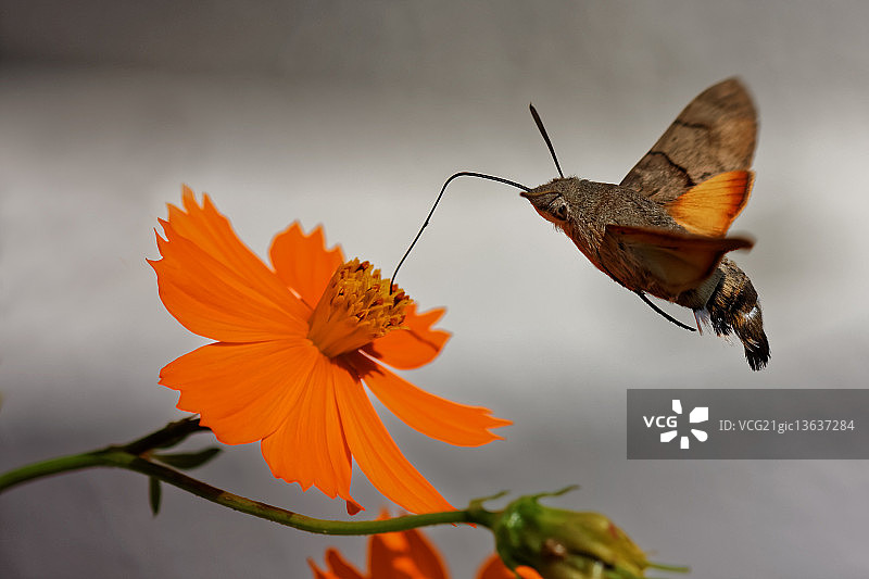 蜂鸟鹰蛾图片素材