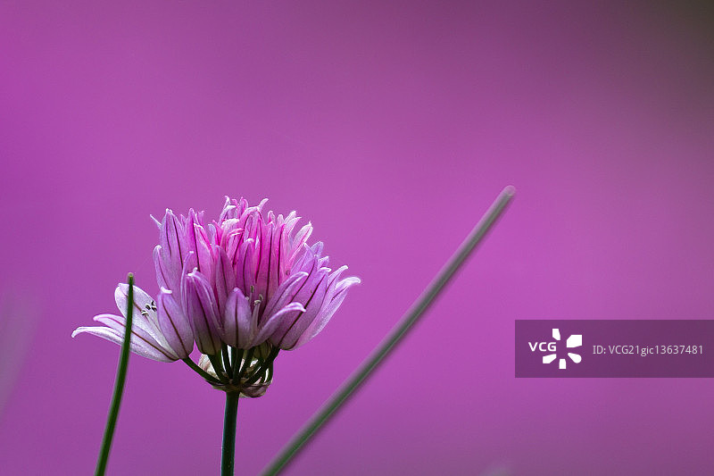 细香葱图片素材