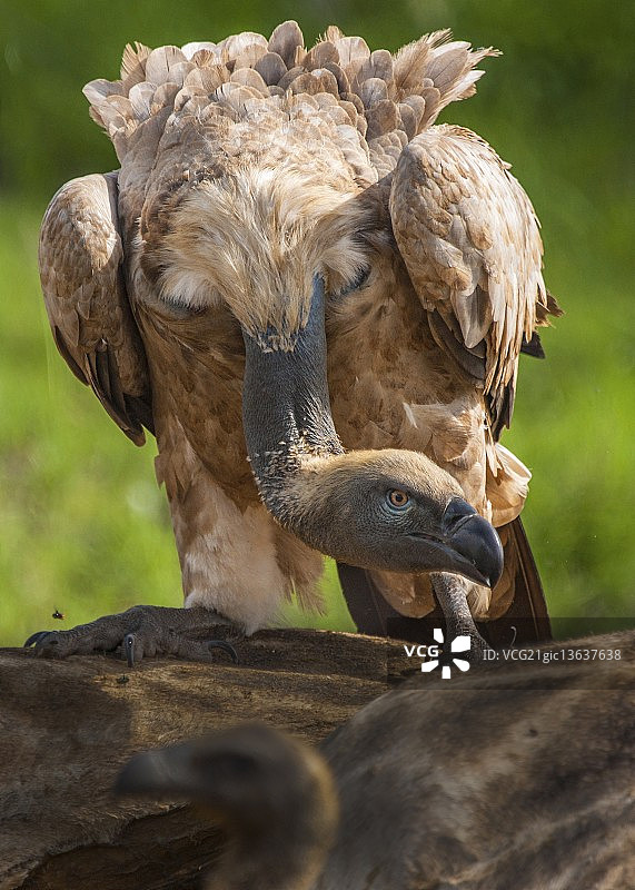 兀鹫图片素材