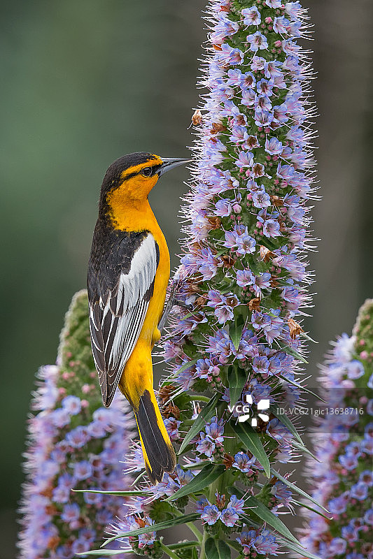 橙背黄鹂图片素材