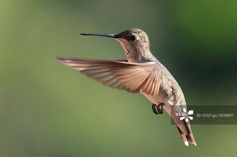 黑颏蜂鸟（雌性）图片素材