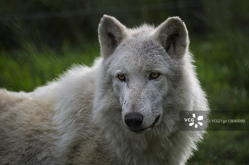 北极狼图片素材