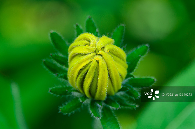 花园里黄色金光菊特写图片素材