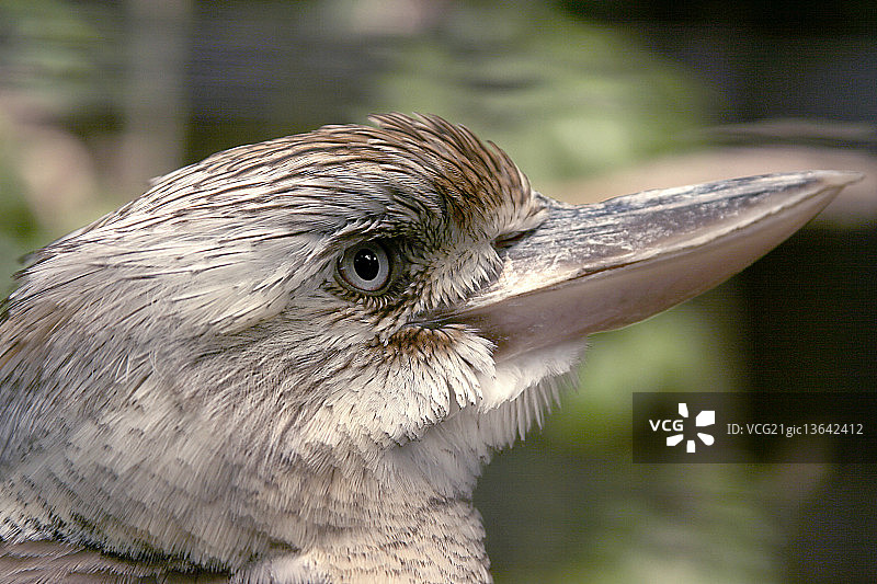 澳洲笑翠鸟肖像图片素材