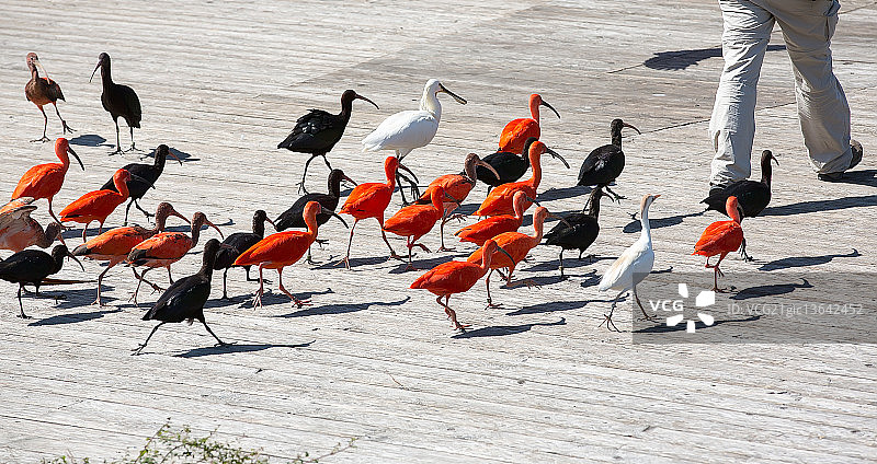 花衣魔笛手的故事图片素材