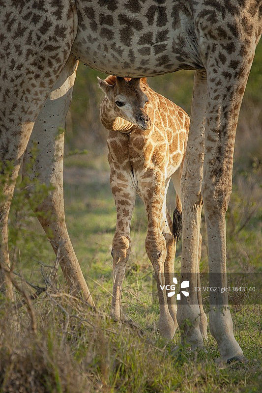 躲猫猫图片素材