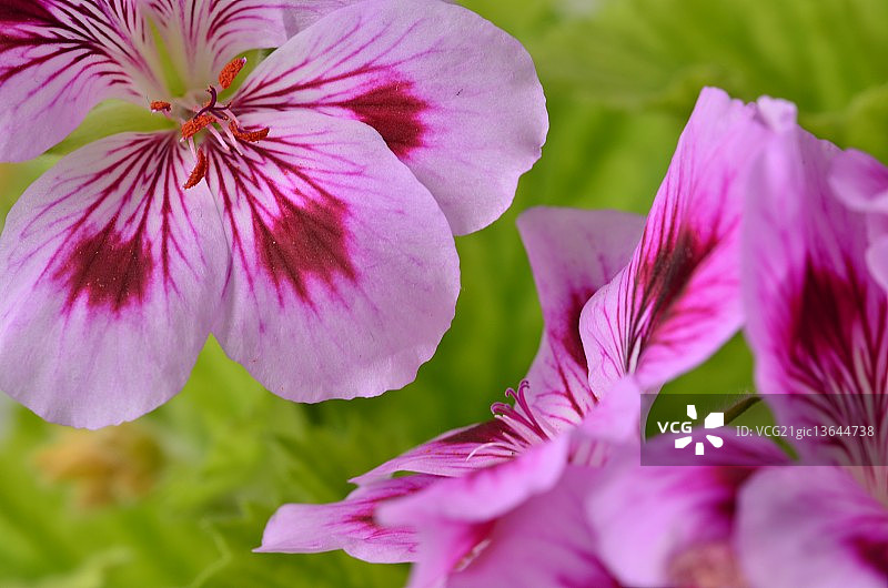 粉红色的图片素材