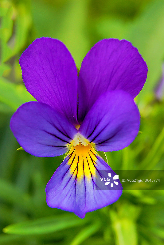 三色堇图片素材