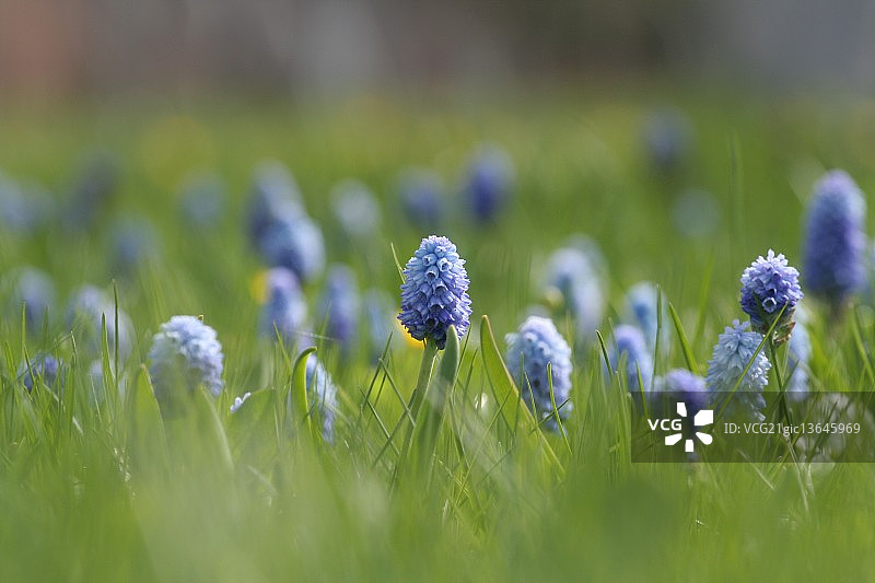 蓝壶花图片素材