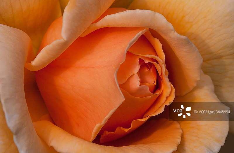 橙玫瑰图片素材