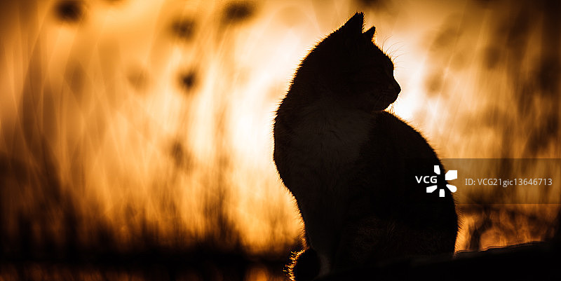 猩红色的黎明图片素材