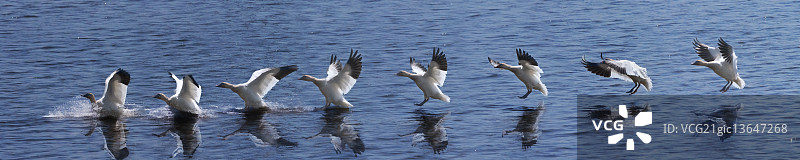 雪雁滑翔降落图片素材
