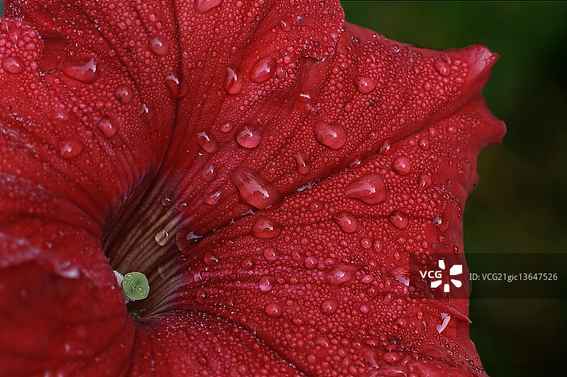 红色矮牵牛图片素材