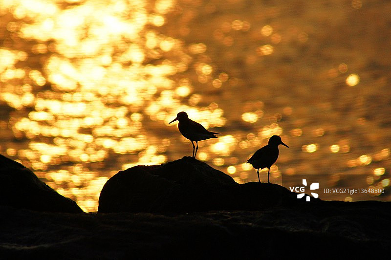 鹬的轮廓图片素材