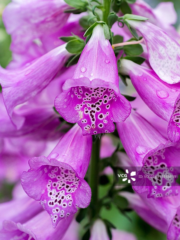 毛地黄图片素材