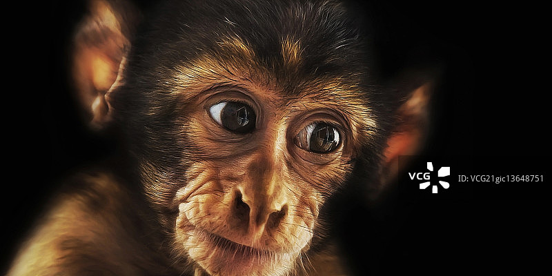 幼巴巴里猕猴图片素材