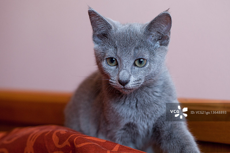 俄罗斯蓝猫（天使蓝）图片素材