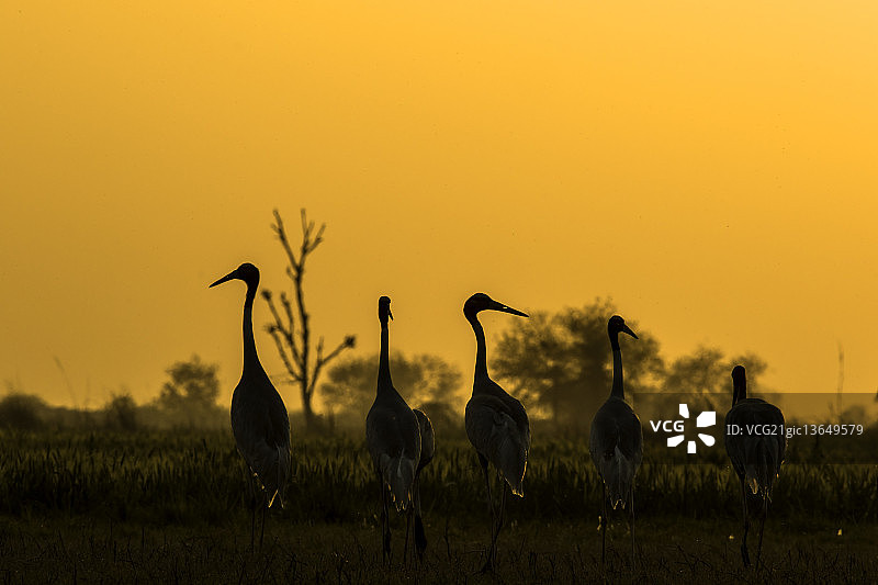 日落时分的蓑羽鹤图片素材