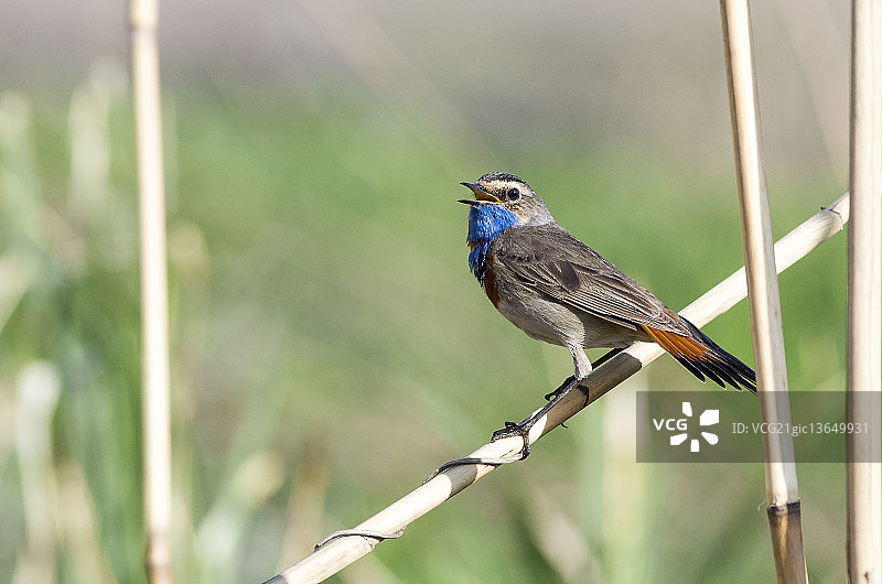蓝喉歌鸲图片素材