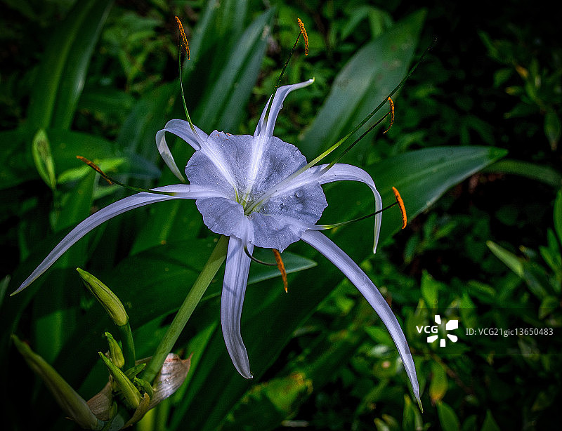 蜘蛛百合图片素材