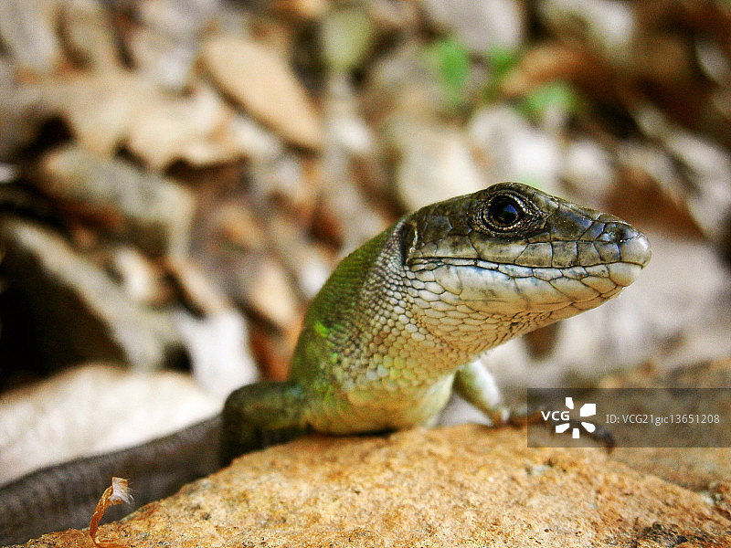 哥斯拉图片素材
